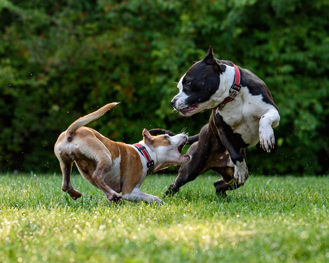 Why is my Pet Sneezing During Play?