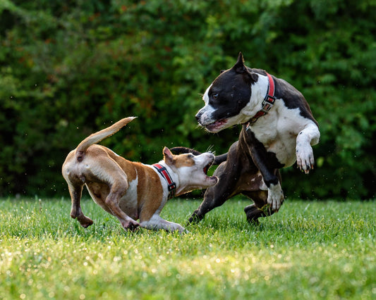 Why is my Pet Sneezing During Play?