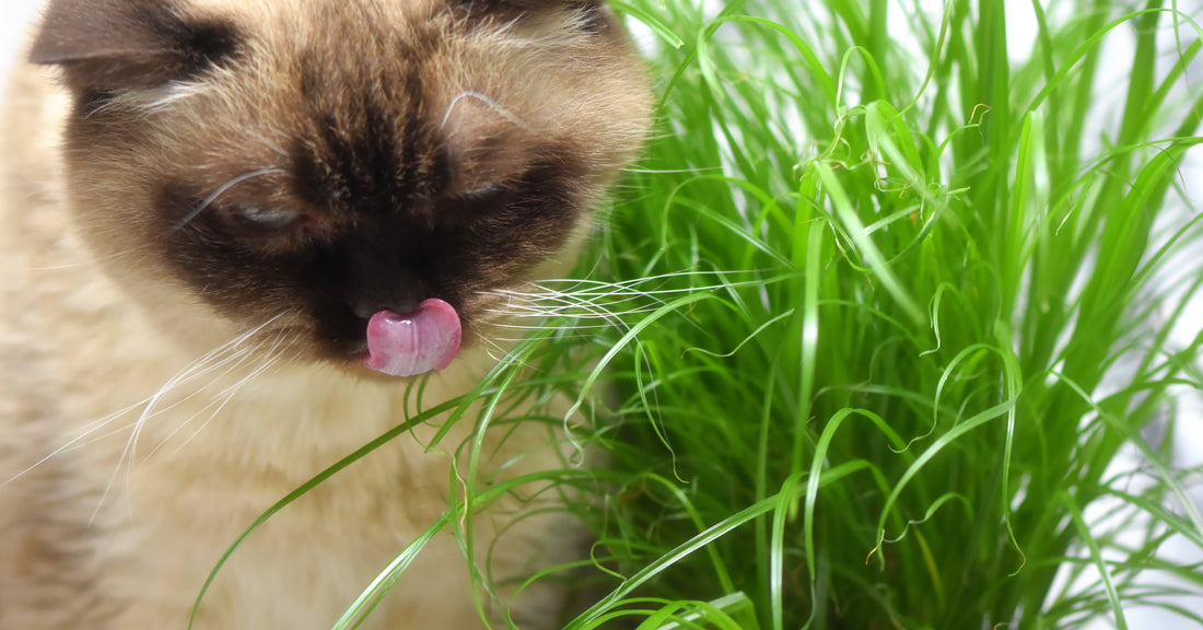 Why cats eat grass