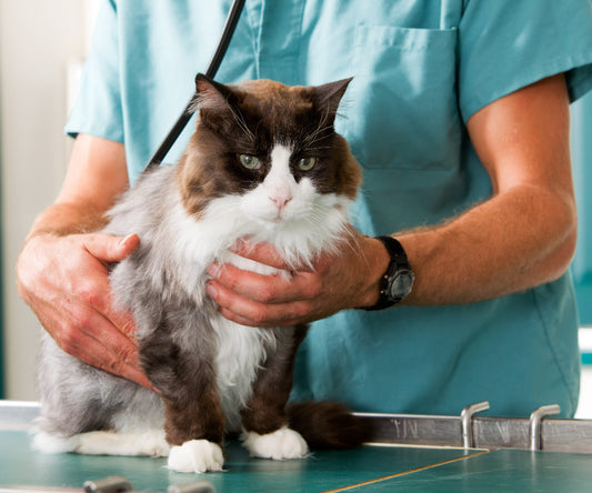 Veterinary Surgery for Pets in Portugal