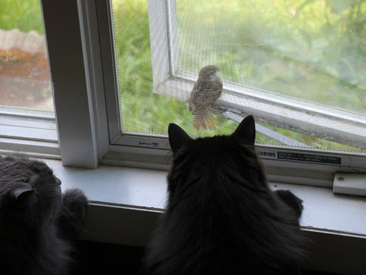 Why Cats chatter at birds through a window