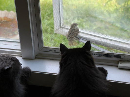 Why Cats chatter at birds through a window - PetsDzign