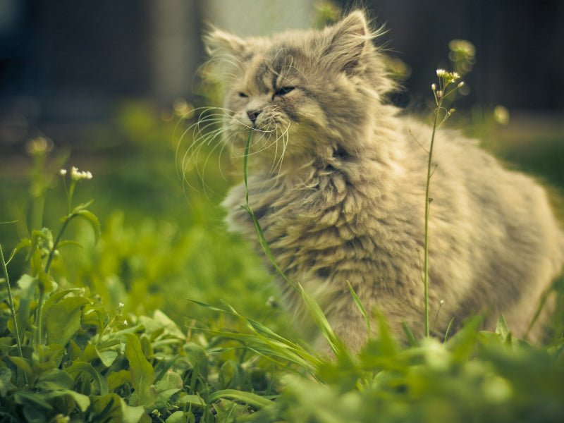 Why cats eat grass - PetsDzign