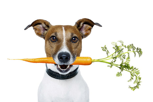 Alimentos orgánicos para mascotas