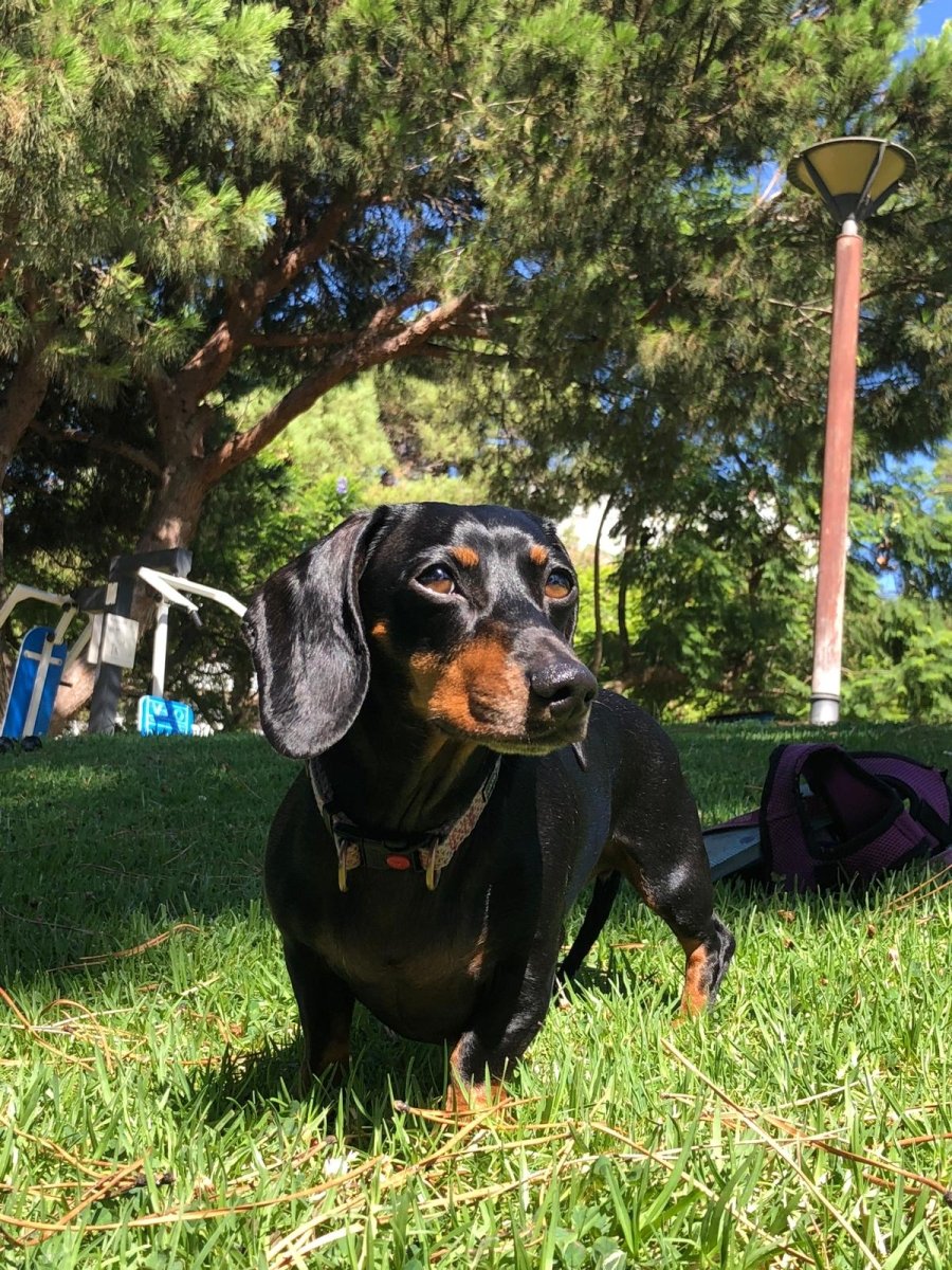 For Daschund Lovers - PetsDzign