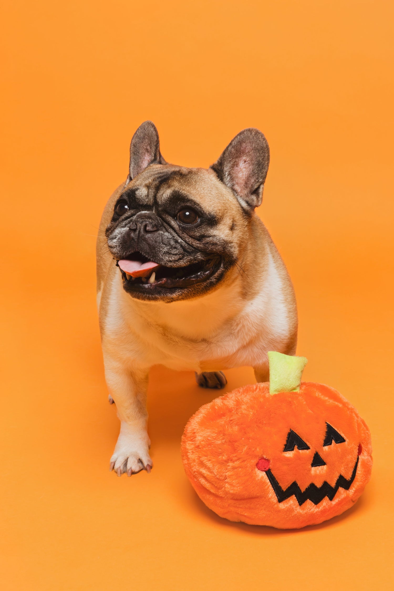 Halloween Collection