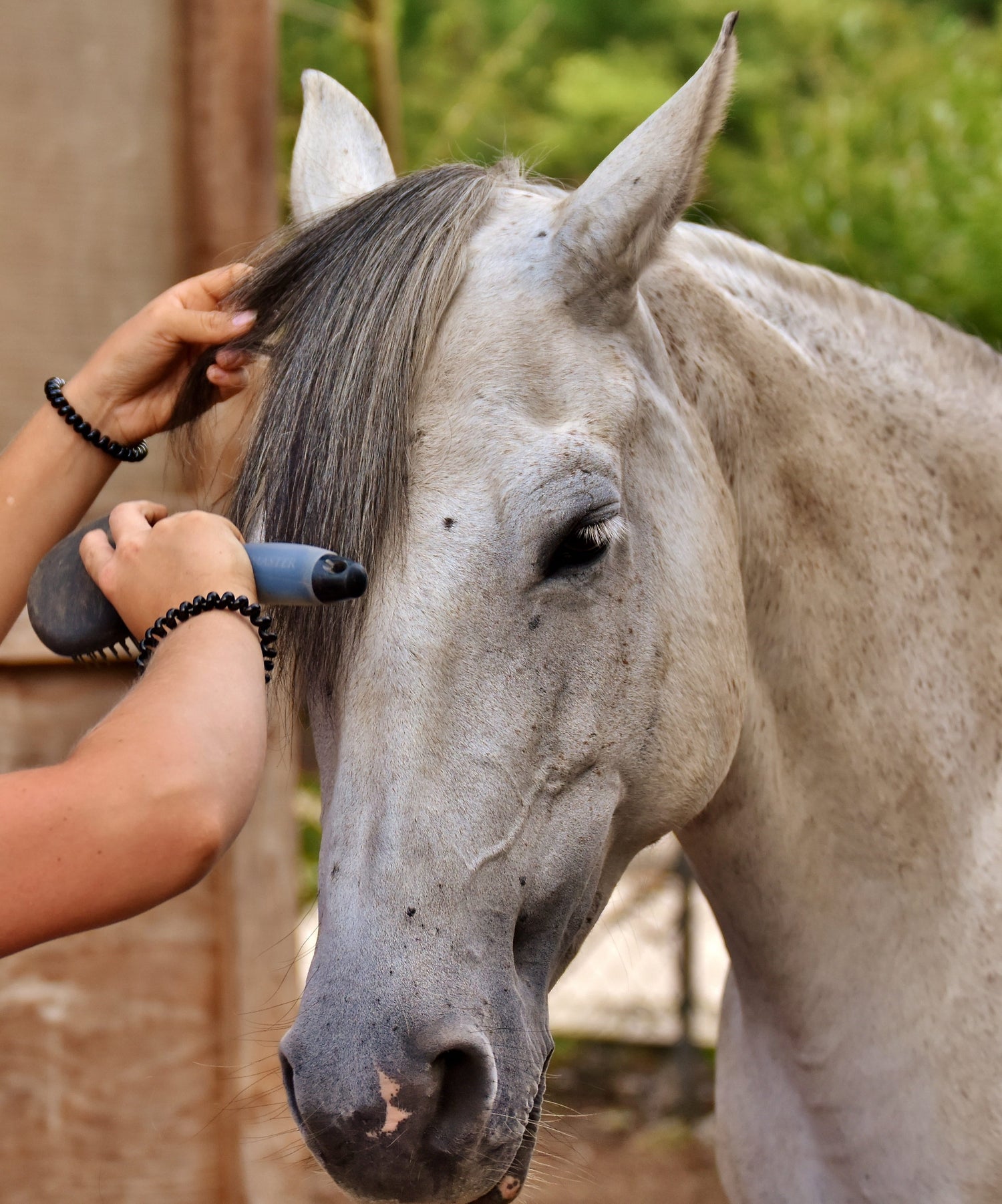 Horse Grooming - PetsDzign