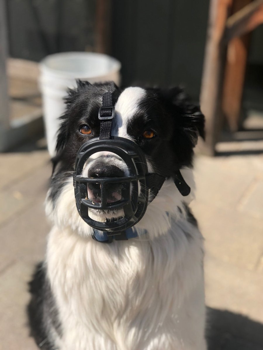 Muzzle - PetsDzign