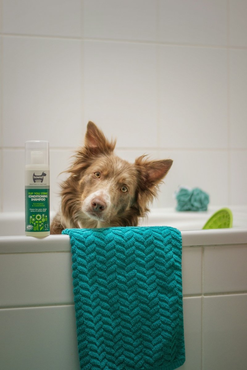 Pet Shower Products - PetsDzign