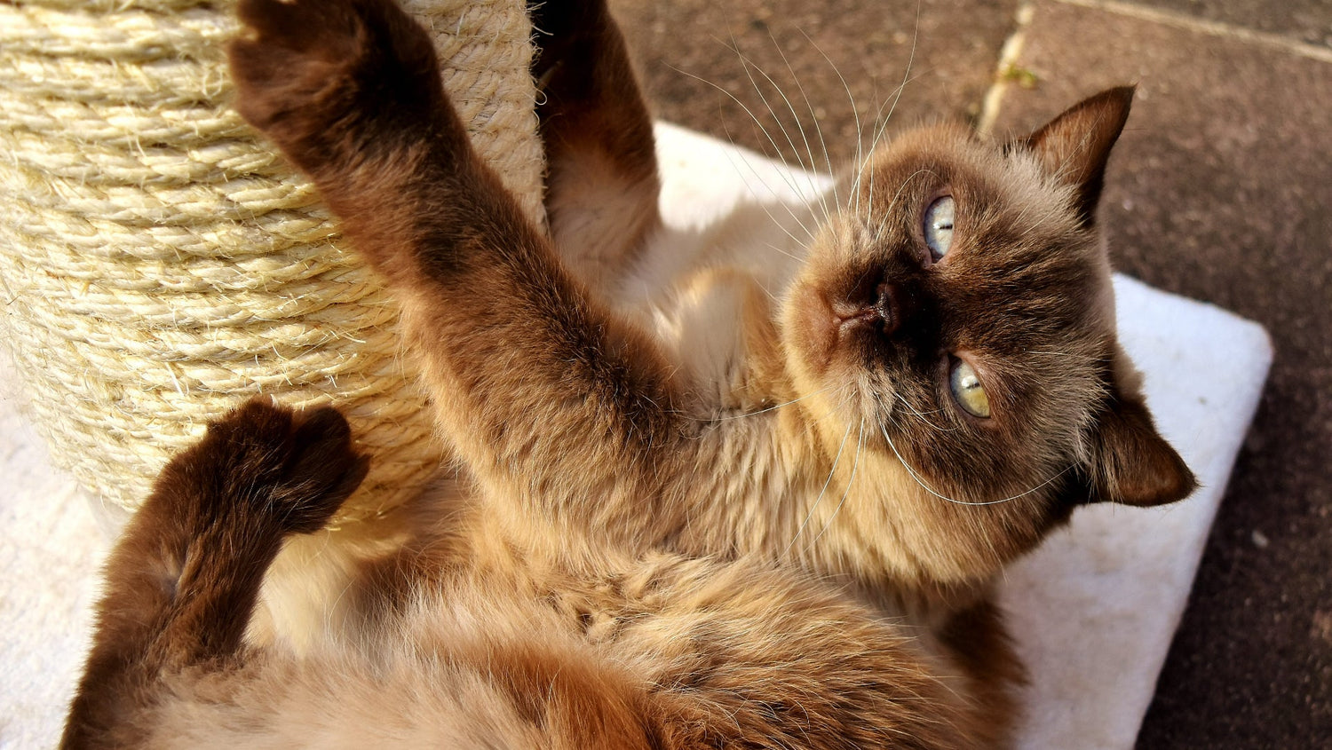 Cat tree & Vertical Scratching Post