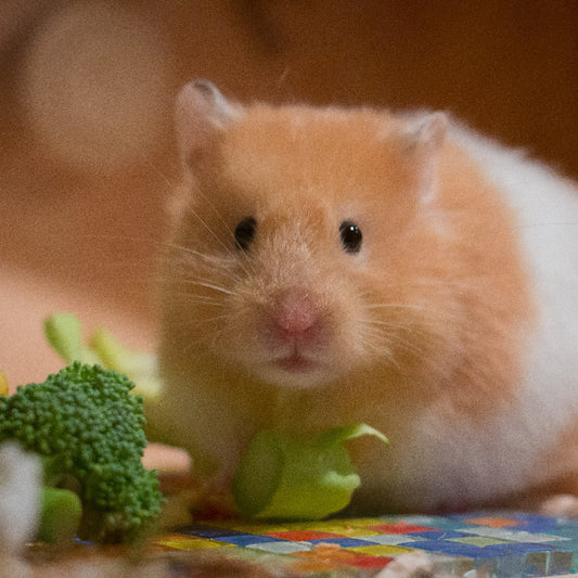 Hamster food