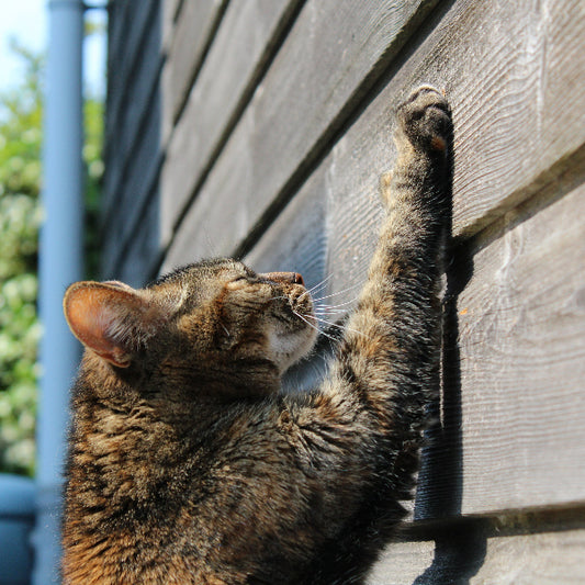 Scratching Posts