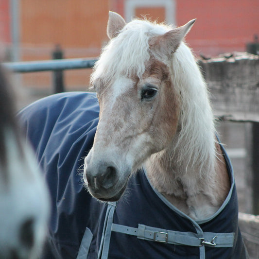 Tapete de cavalo