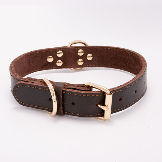 Brown leather dog collar with gold hardware on a white background