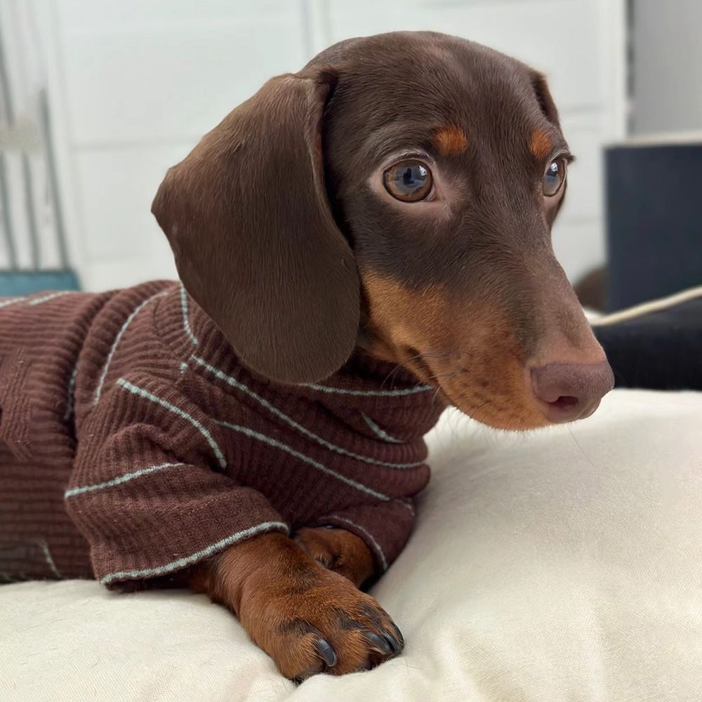 Sausage dog sweaters