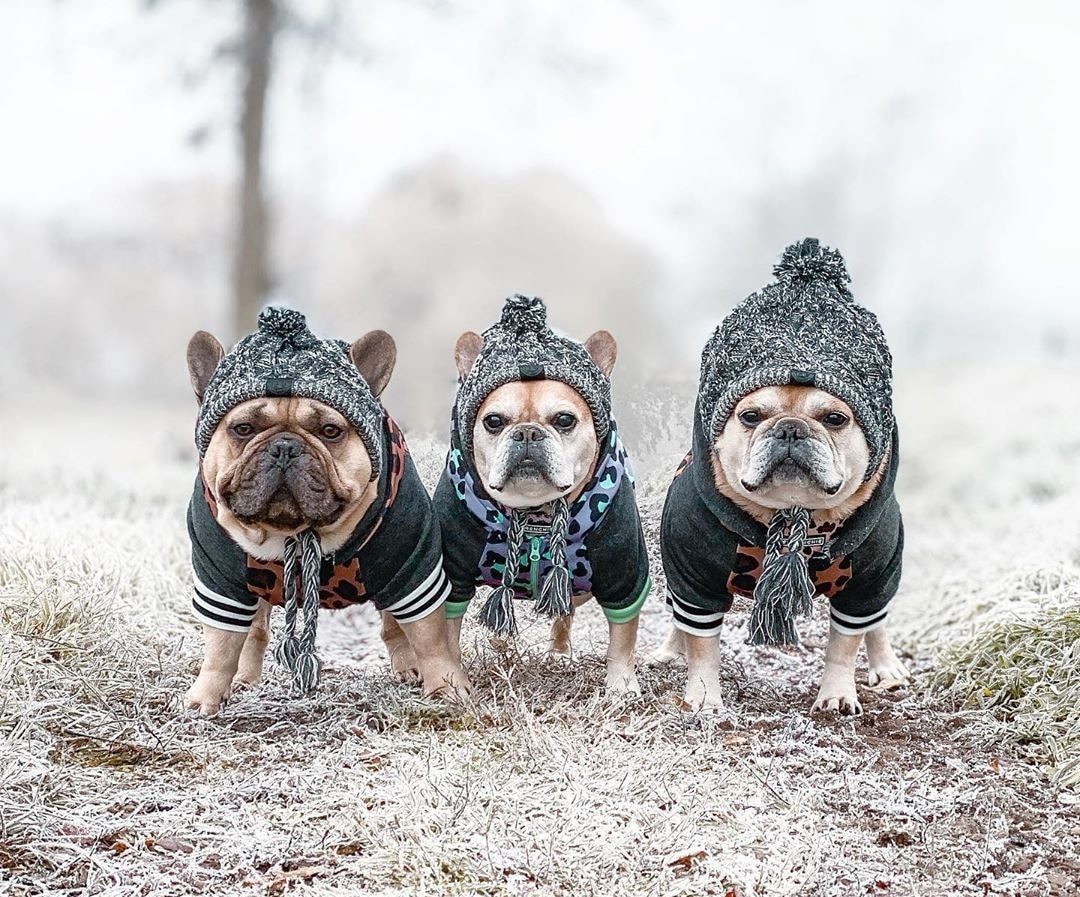 Winter Fashion Dog Hat- Windproof Fluffy Knitted Polar Pom Hat