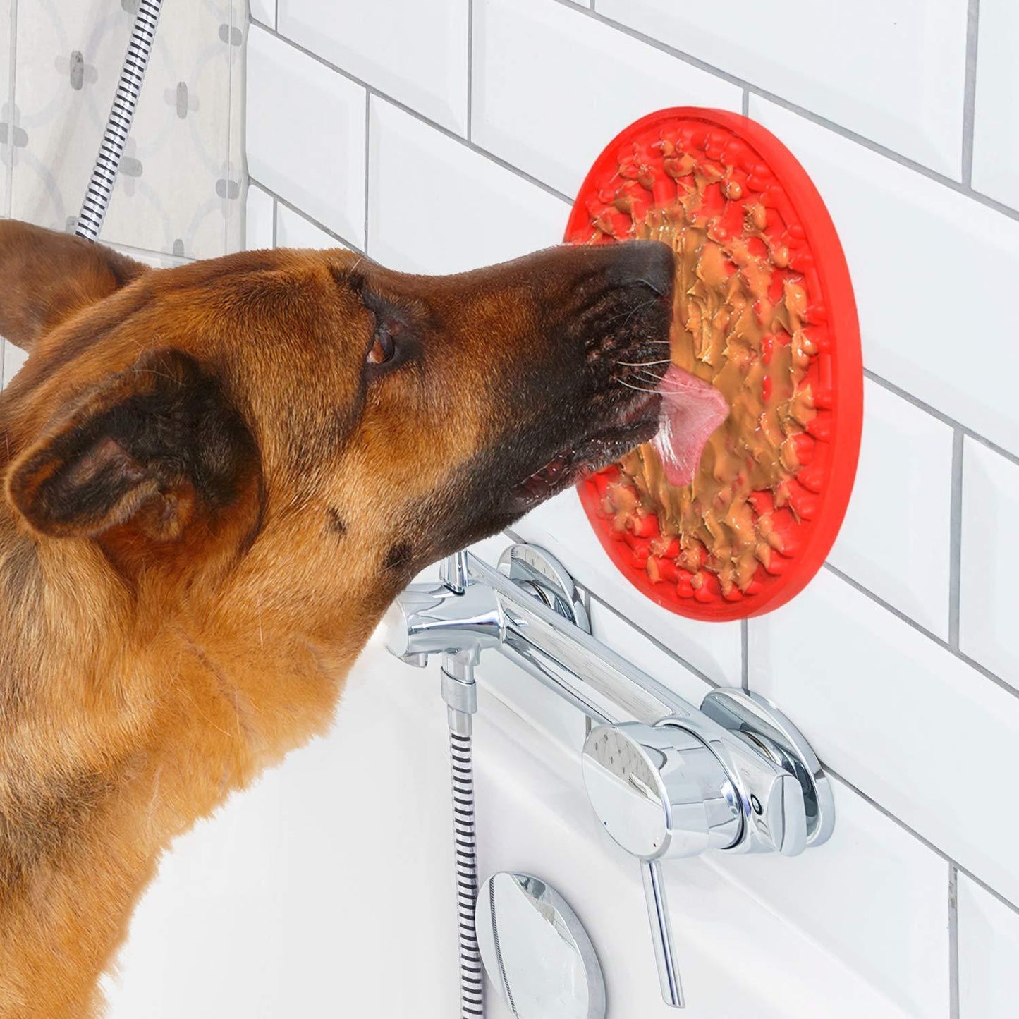 Dog licking pad