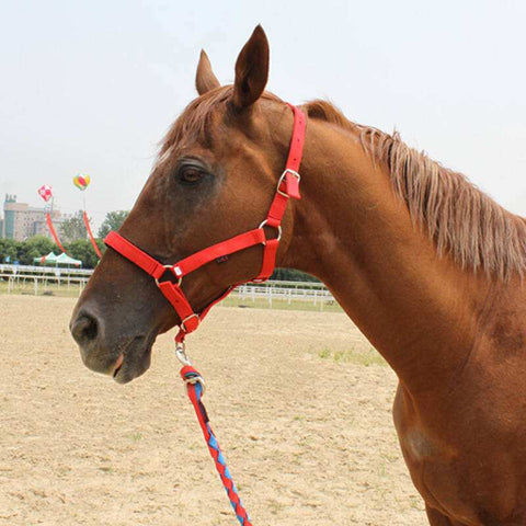 O arnês para cavalo com freio de cavalo pode ser equipamento equestre personalizado e outros suprimentos equestres