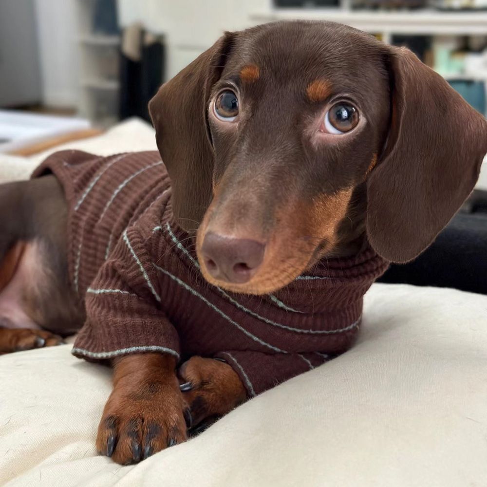 Sausage dog sweaters