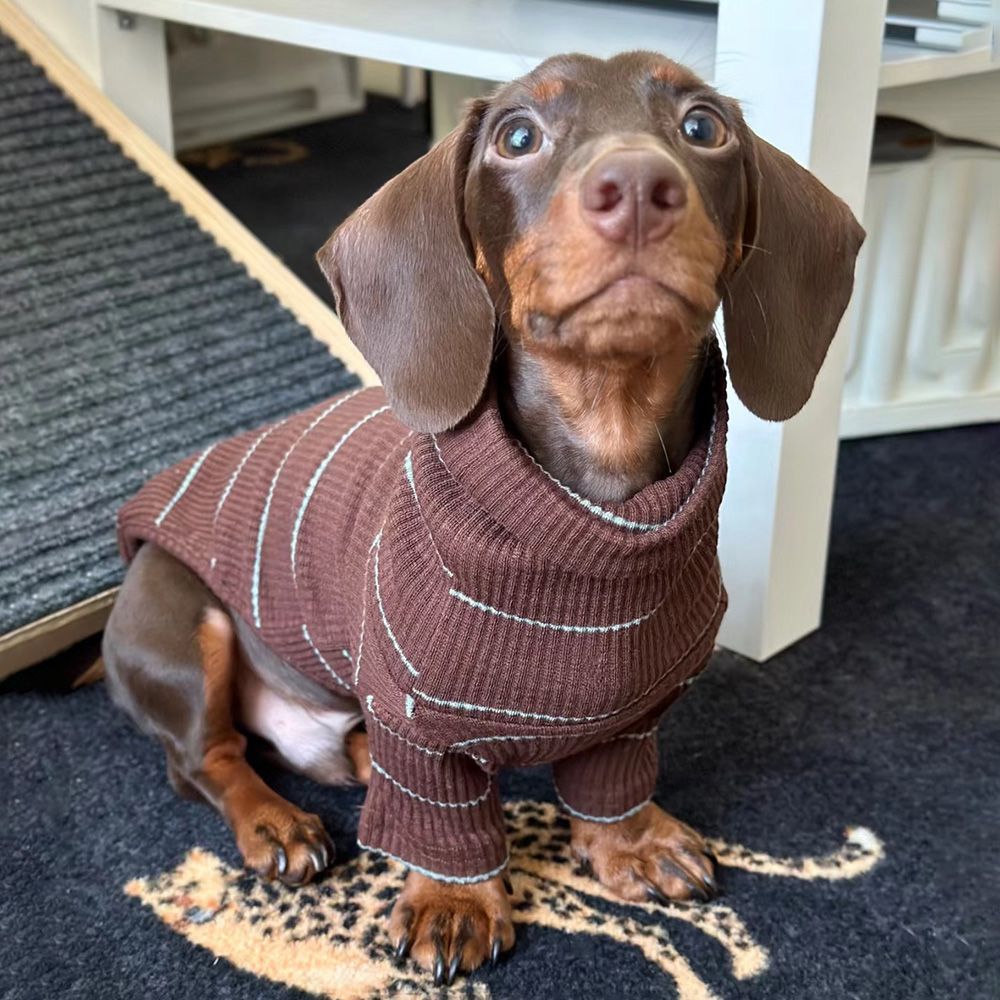 Sausage dog sweaters