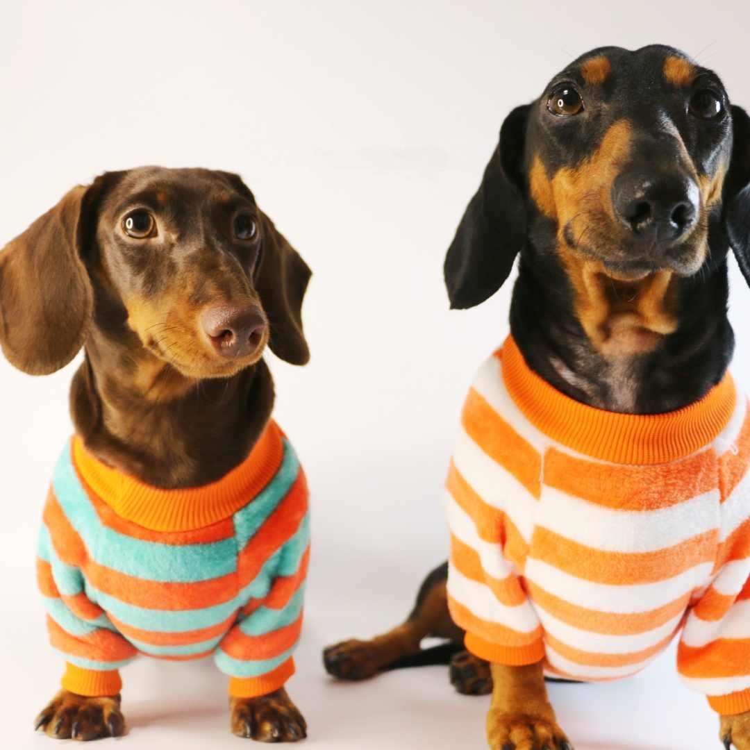 Daschund striped sweater