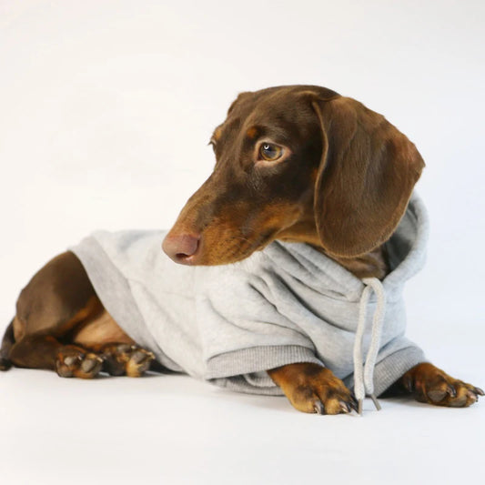 Dachshund wearing a gray hoodie on a white background