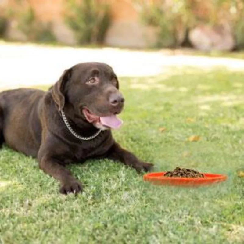 Pack dog frisbee- Durable pet interactive toy rubber- Suitable for outdoor training of medium-sized and large dogs