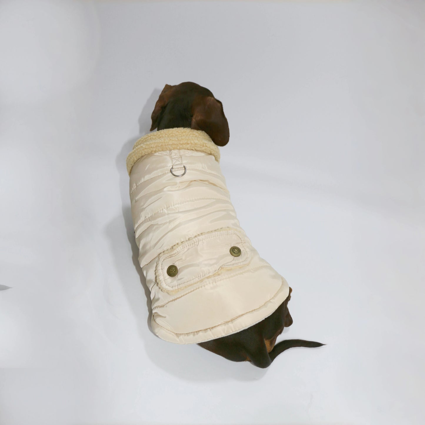 Dog wearing a beige quilted coat on a white background