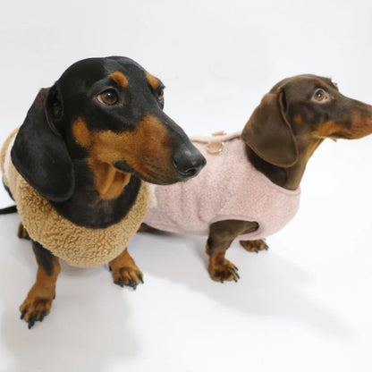 Two dachshunds wearing fleece coats on a white background