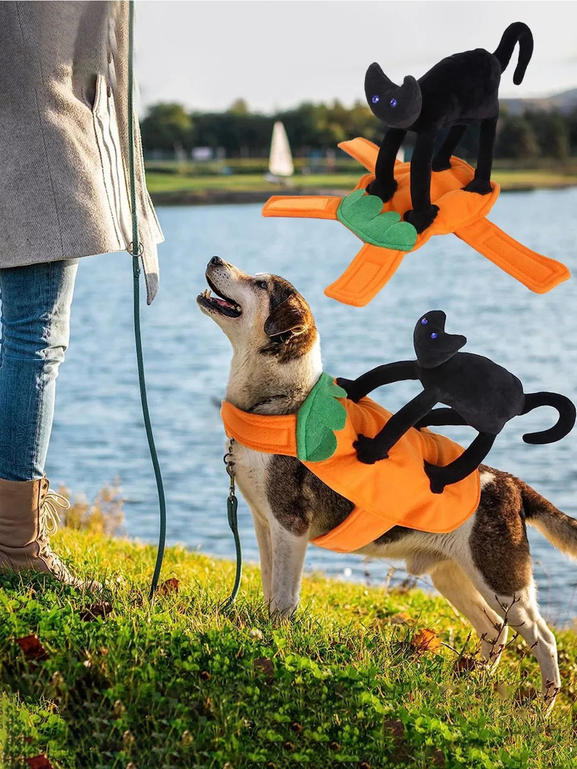 Dog wearing a Halloween-themed pumpkin costume with black cat decorations by a lake.