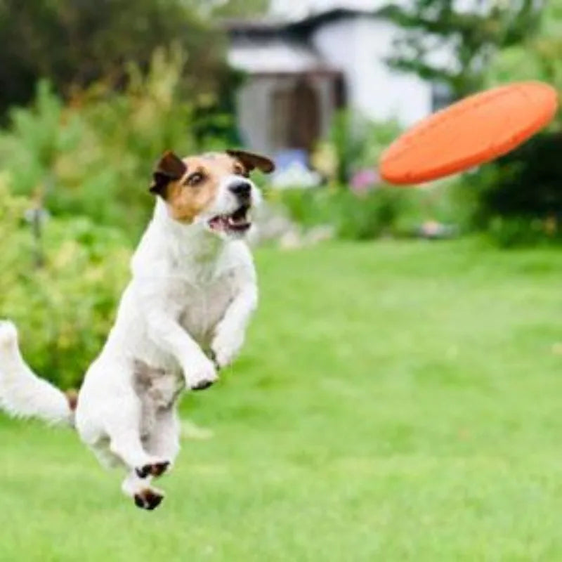 Pack dog frisbee- Durable pet interactive toy rubber- Suitable for outdoor training of medium-sized and large dogs