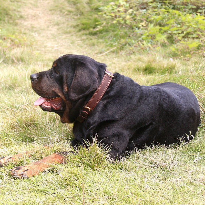 Cowhide dog collar - Two colours - PetsDzign